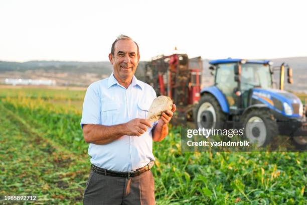 the senior farmer is holding a sugar beet in hand in the agricultural field, with a tractor in the background - suikerbieten stockfoto's en -beelden