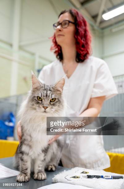 Vessongs Tourmaline, a silver tabby Maine Coon cat is judged during GCCF Shropshire Cat Show on February 03, 2024 in Walsall, England.