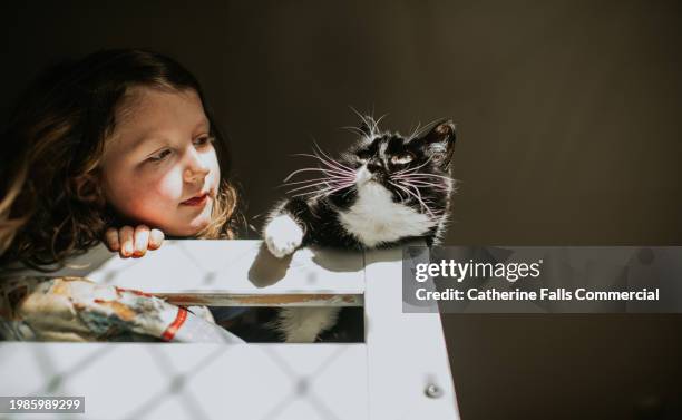 a little girl looks over the side of a bunk bed alongside her pet cat - hidden object stock pictures, royalty-free photos & images