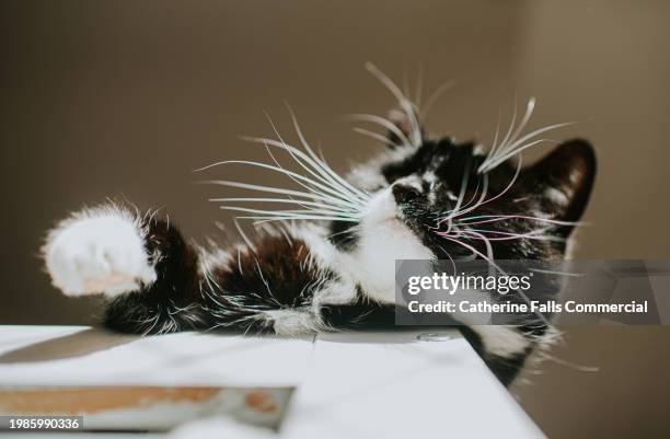 a black and white cat looks over a height - cat high up stock pictures, royalty-free photos & images