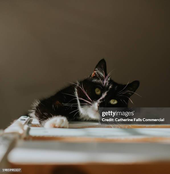 a black and white cat looks over a height - cat high up stock pictures, royalty-free photos & images