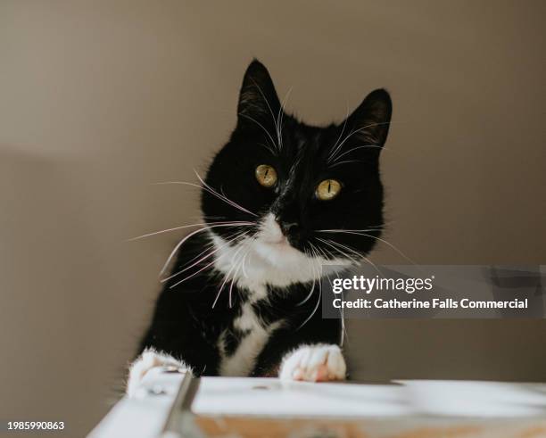 a black and white cat looks over a height - cat high up stock pictures, royalty-free photos & images