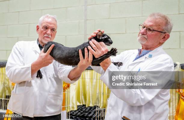 Black Oriental cat is judged during Best In Show at GCCF Shropshire Cat Show on February 03, 2024 in Walsall, England.