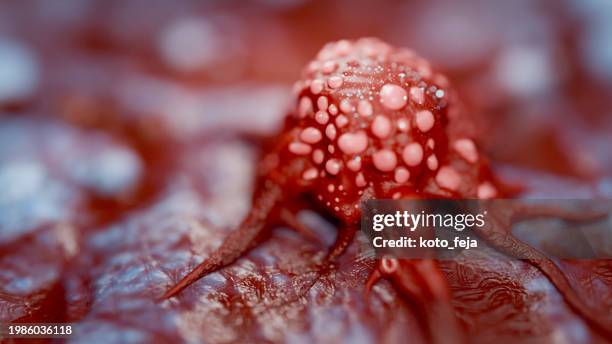 cancer cell view - oncology abstract stock pictures, royalty-free photos & images