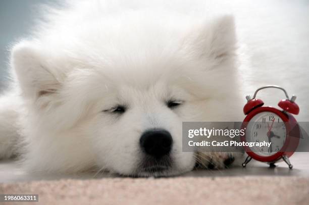 samoyed puppy - samojeed stockfoto's en -beelden