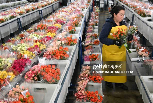 Worker packs flowers to be exported in a plantation at Bojaca Flowers in Bojaca, Cundinamarca department, Colombia, on February 7, 2024. Colombia is...