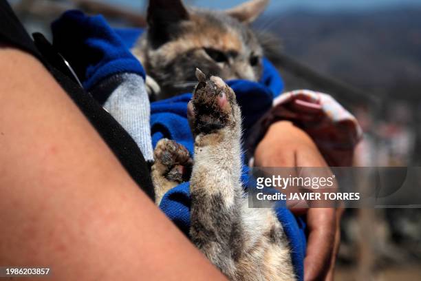 Cat is rescued in a burned house after a forest fire in the Poblacion Monte Sinai neighborhood in Viña Del Mar, Chile, on February 7, 2024....