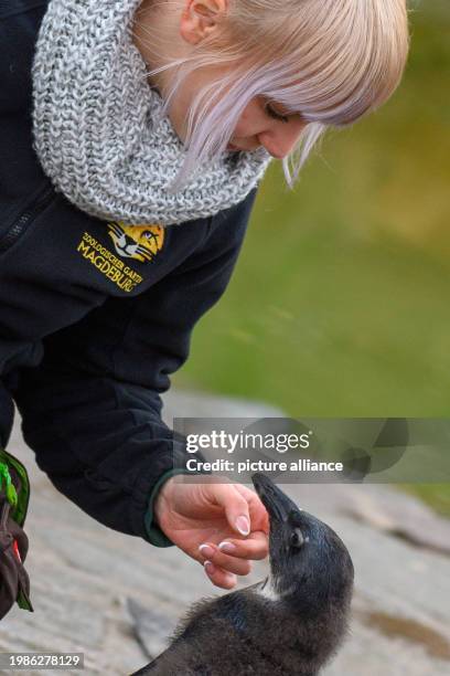 February 2024, Saxony-Anhalt, Magdeburg: Lara Schröder, animal keeper at Magdeburg Zoo, kneels next to a few-week-old African penguin. The penguin...