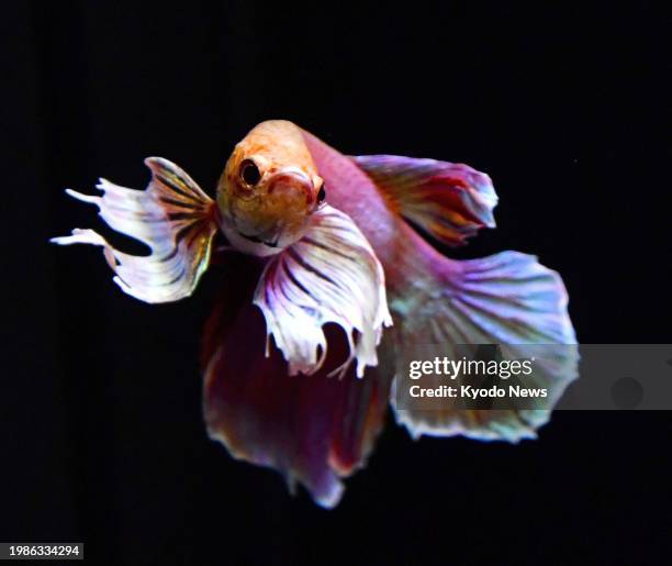 Fight Fish 40 Japanese Fighting Fish Stock Photos, High-Res Pictures, and Images ...