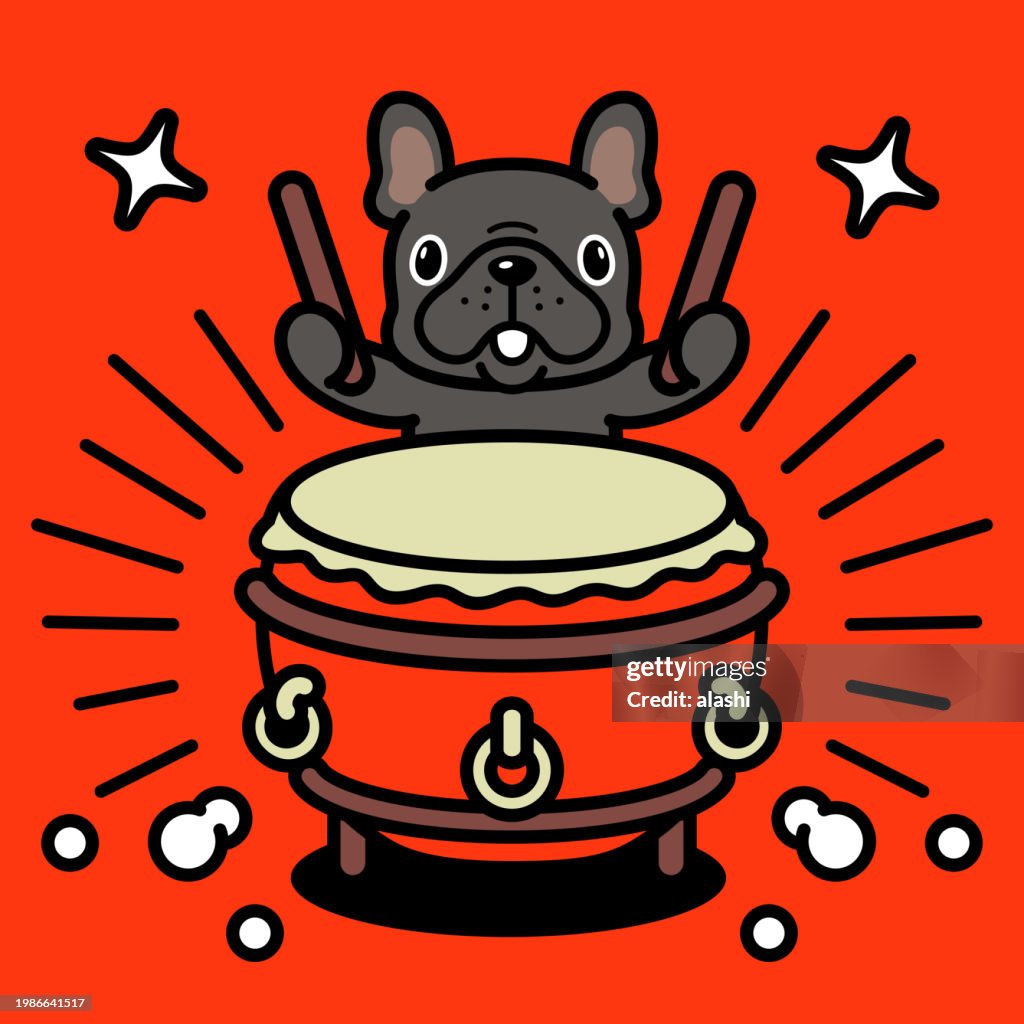 A cute French bulldog is playing the traditional Chinese drum, or Chinese bass drum