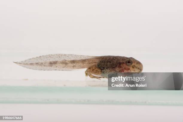 side view of a frog tadpole resting underwater with a white background. - tadpole stock pictures, royalty-free photos & images