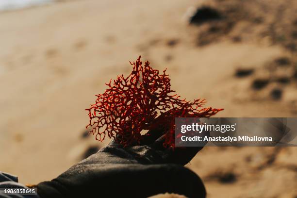 hand holding a red coral close-up - undersea world stock pictures, royalty-free photos & images