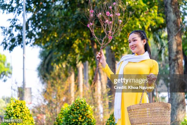 vietnamese girl wearing traditional ao dai dress, holding flower branch to enjoy the new year in vietnam. tet holiday and new year. - tet stock pictures, royalty-free photos & images