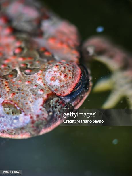 Toadish 55 Frog Skin Texture Stock Photos, High-Res Pictures, and Images ...