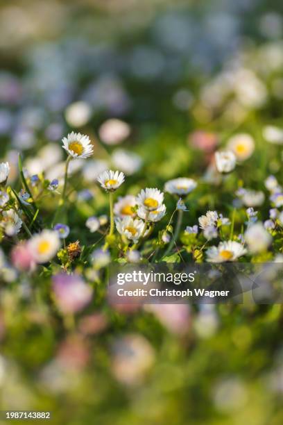 frühling, gänseblümchen - gänseblümchen stock pictures, royalty-free photos & images