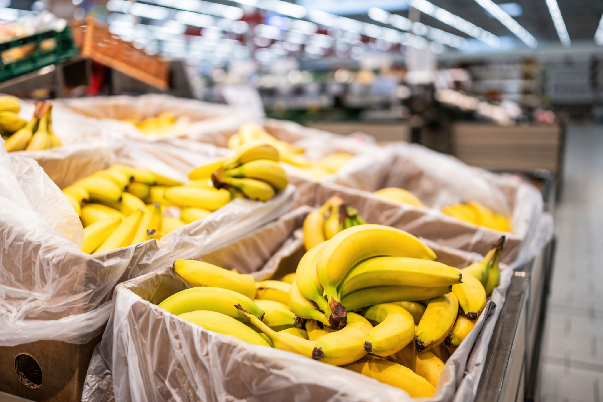 tropical fruit export