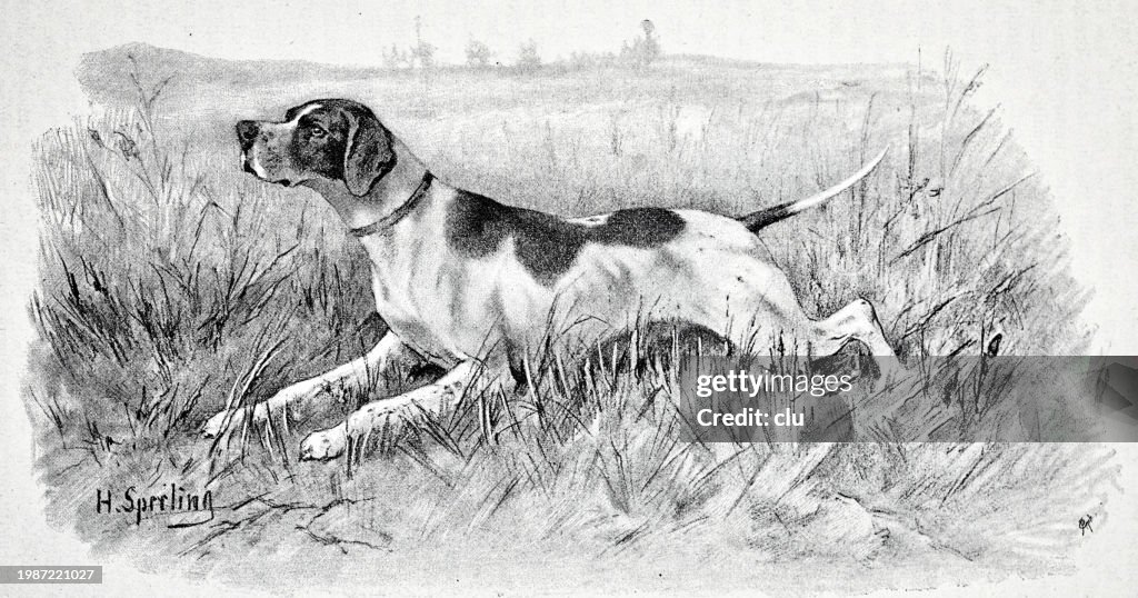 Pointer Dog High-Res Vector Graphic - Getty Images