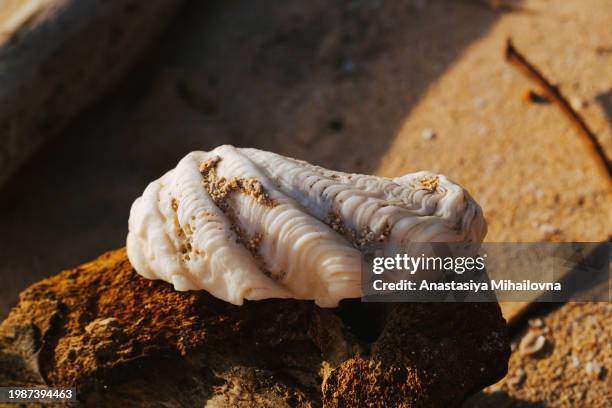 large textured shell on the beach side view - undersea world stock pictures, royalty-free photos & images