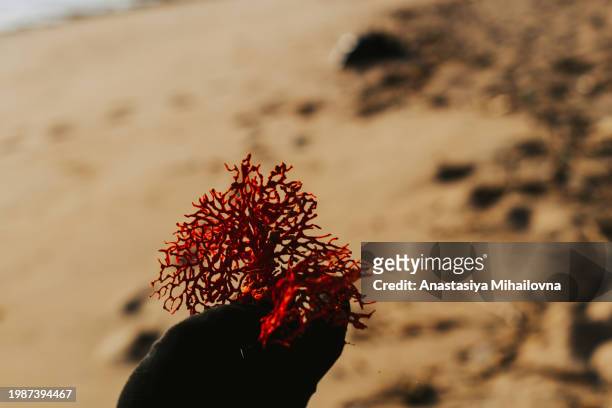 a hand holds a dry red coral on the beach - undersea world stock pictures, royalty-free photos & images