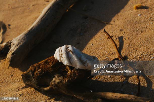 a large shell is lying on the beach - undersea world stock pictures, royalty-free photos & images