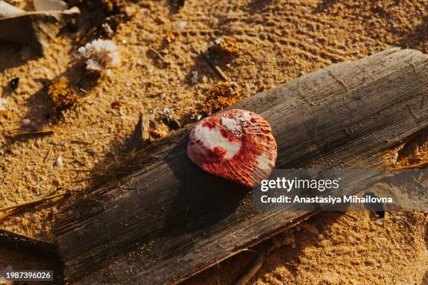 red and white seashell on the beach - undersea world stock pictures, royalty-free photos & images