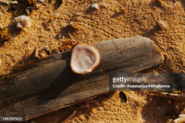 white flat shell on the beach top view. - undersea world stock pictures, royalty-free photos & images