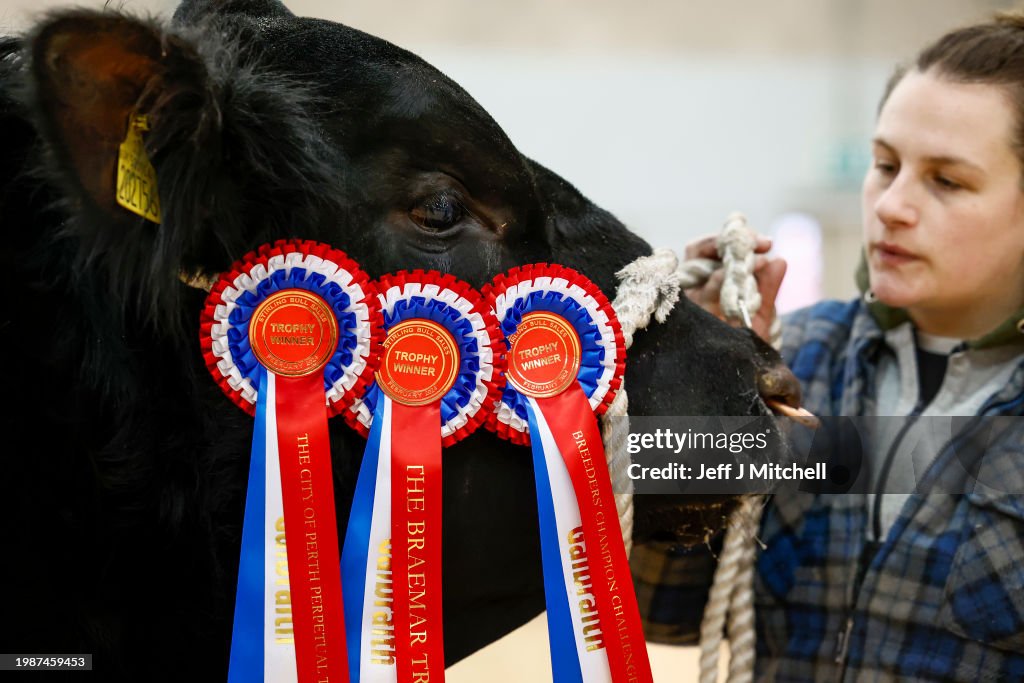 Pedigree Breeds Go Under The Hammer At Stirling Bull Sales 2024