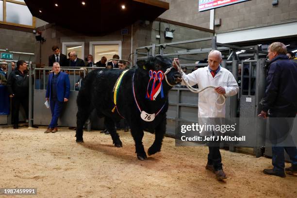 Winning Aberdeen Angus bull Harestone Eurostart is sold at United Auctions on February 05, 2024 in Stirling, Scotland. A prestigious showcase of over...