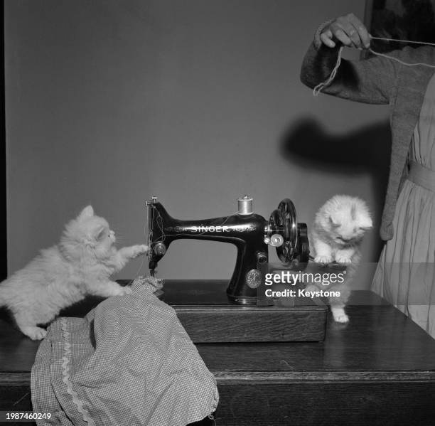 Persian kittens Selina and Susan playing with a Singer sewing machine, November 1955.