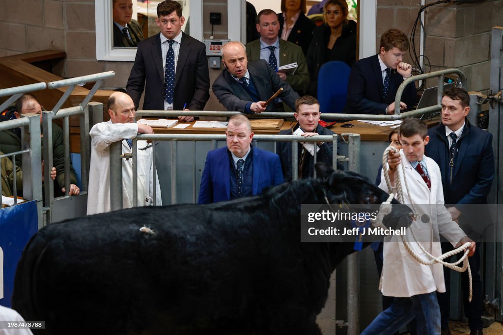 Pedigree Breeds Go Under The Hammer At Stirling Bull Sales 2024