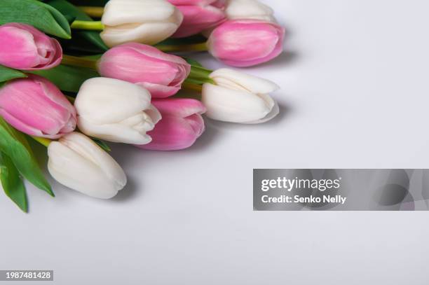 greeting card with flowers for mother's day, international women's day, valentine's day. bouquet with pink and white tulips on white background - international womens day stock-fotos und bilder