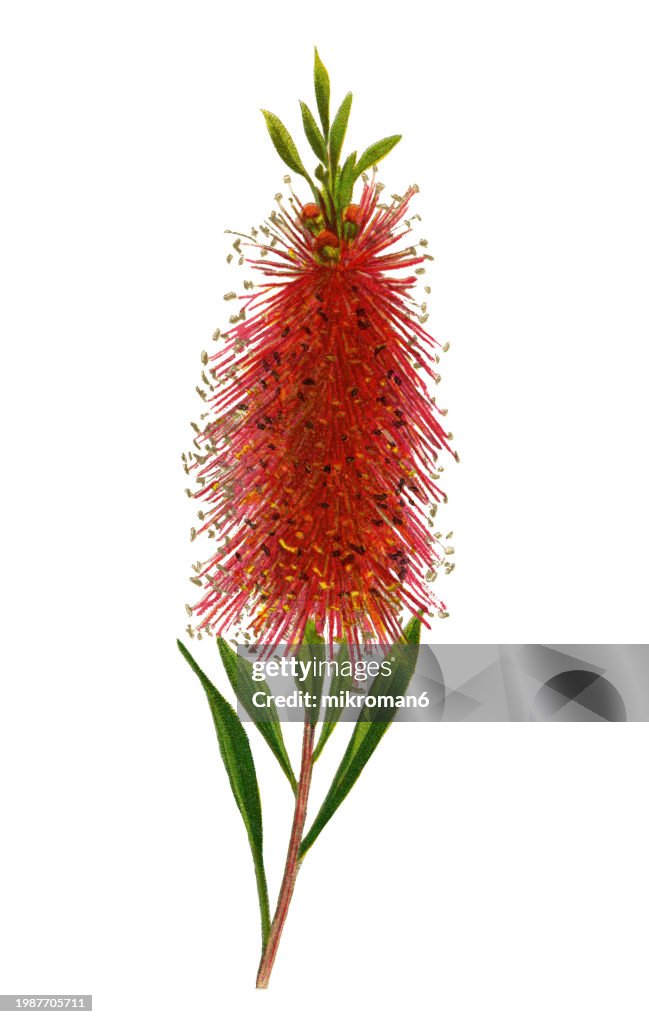 Old chromolithograph illustration of Botany, the common red bottlebrush, crimson bottlebrush or lemon bottlebrush (Melaleuca citrina) a plant in the myrtle family Myrtaceae, and is endemic to eastern Australia