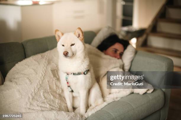 shiba inu dog and woman on sofa - shiba inu adult stock pictures, royalty-free photos & images