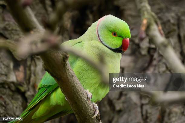 Ring-necked parakeet is seen in a tree in Hyde Park on February 05, 2024 in London, United Kingdom.