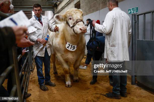 Shorthorn Bulls are sold at United Auctions Bull Sales on February 05, 2024 in Stirling, Scotland. A prestigious showcase of over 800 pedigree bulls...