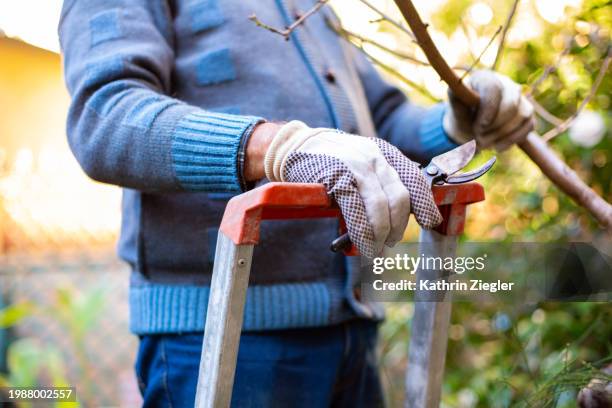 midsection of senior man standing on ladder, pruning peach tree in the garden - gartenhandschuh stock-fotos und bilder