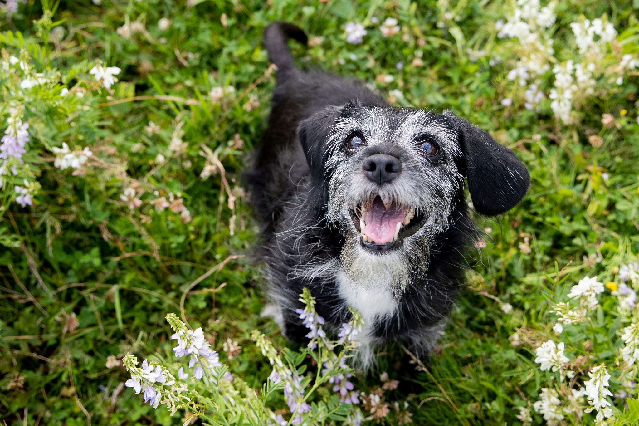 senior pet care