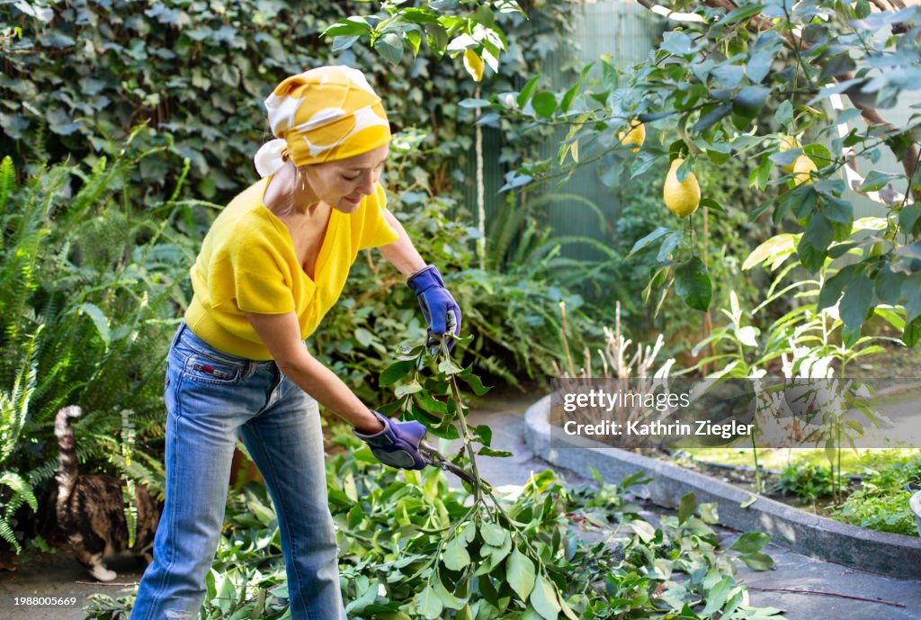 Woman working in the garden, pruning lemon tree