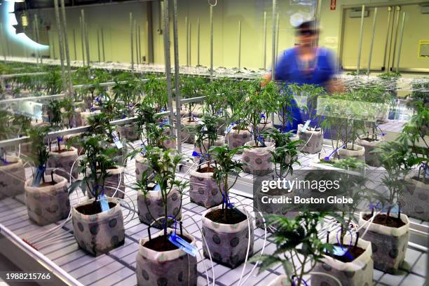 Wareham, MA Trade Roots, a Wareham-based Cannabis dispensary grows cannabis plants for making CBD with THC in their greenhouse, and manufactures CBD...