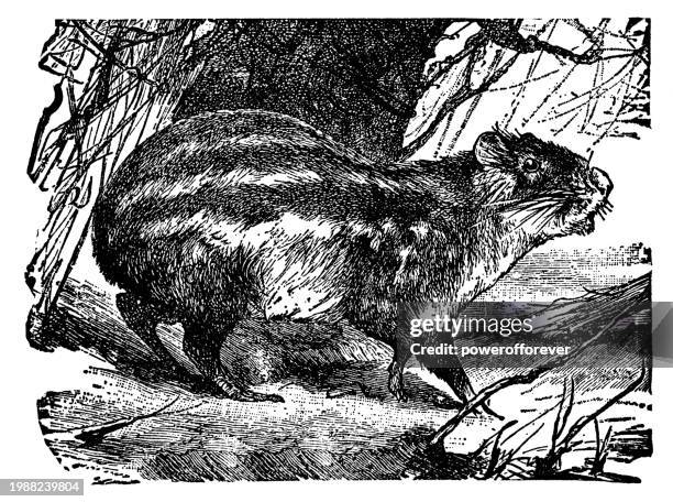 Paca Extinct 26 Lowland Paca Stock Photos, High-Res Pictures, and Images - Getty Images