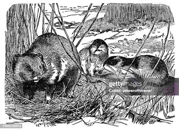 ilustraciones, imágenes clip art, dibujos animados e iconos de stock de hámster europeo (cricetus cricetus) y lemmings noruegos (lemmus lemmus) - siglo xix - lemming vulgar