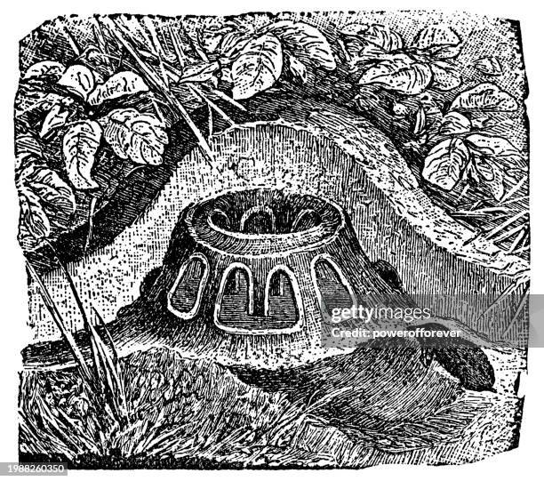 molehill nest - 19th century - molehill stock illustrations