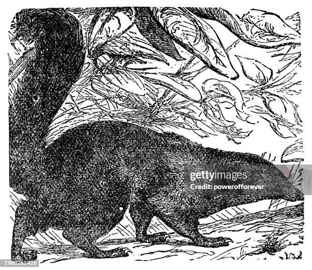 sumatran treeshrew (tupaia ferruginea) - 19th century - treeshrew stock illustrations