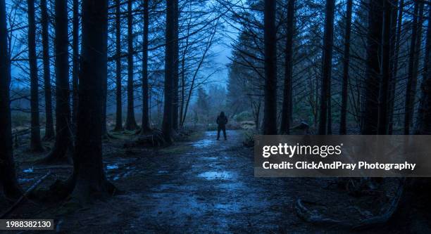 end of the road - eerie woods stock pictures, royalty-free photos & images