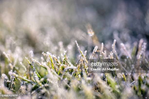 frost on lawns - snow on grass stock pictures, royalty-free photos & images