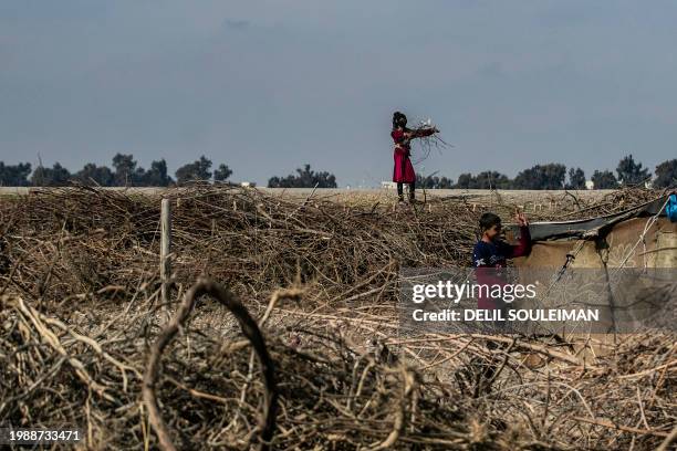 Displaced Syrian children gather wood twigs for cooking, at the Al-Younani camp on the outskirts of the northern city of Raqa, amid a shortage of...