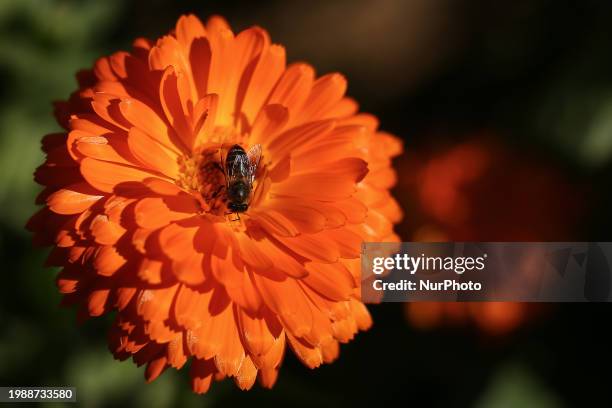 Honeybee is sitting on a marigold flower to collect nectar in Kathmandu, Nepal, on February 8, 2024.