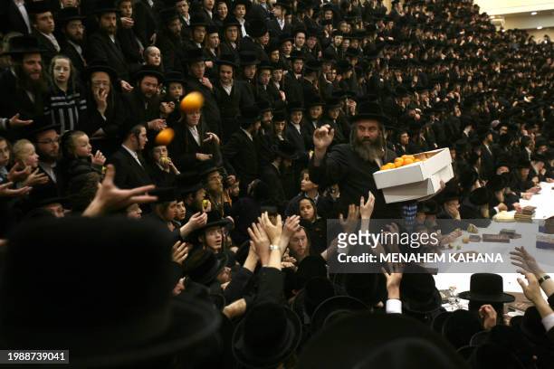 An ultra-Orthodox Jewish Rabbi distributes fruit during a celebration by the Belz Hasidim of the Jewish feast of 'Tu Bishvat' or Tree New Year 22...