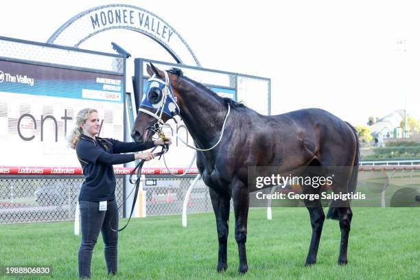 Simeon after winning the The Entry Education Valley Summer Middle Distance Series Heat 1 at Moonee Valley Racecourse on February 09, 2024 in Moonee...