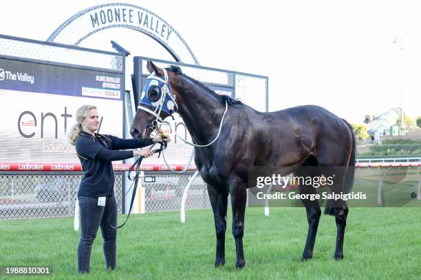 Simeon after winning the The Entry Education Valley Summer Middle Distance Series Heat 1 at Moonee Valley Racecourse on February 09, 2024 in Moonee...